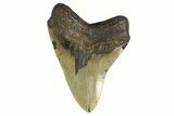 Fossil Megalodon Tooth - Huge NC Meg #298795-2